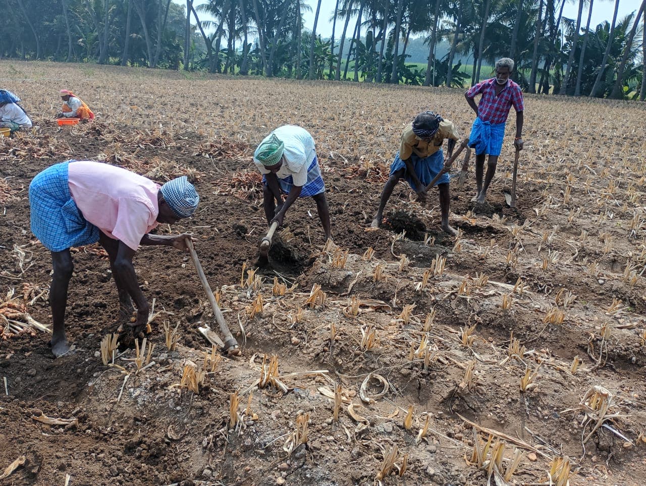 Harvest time in Erode