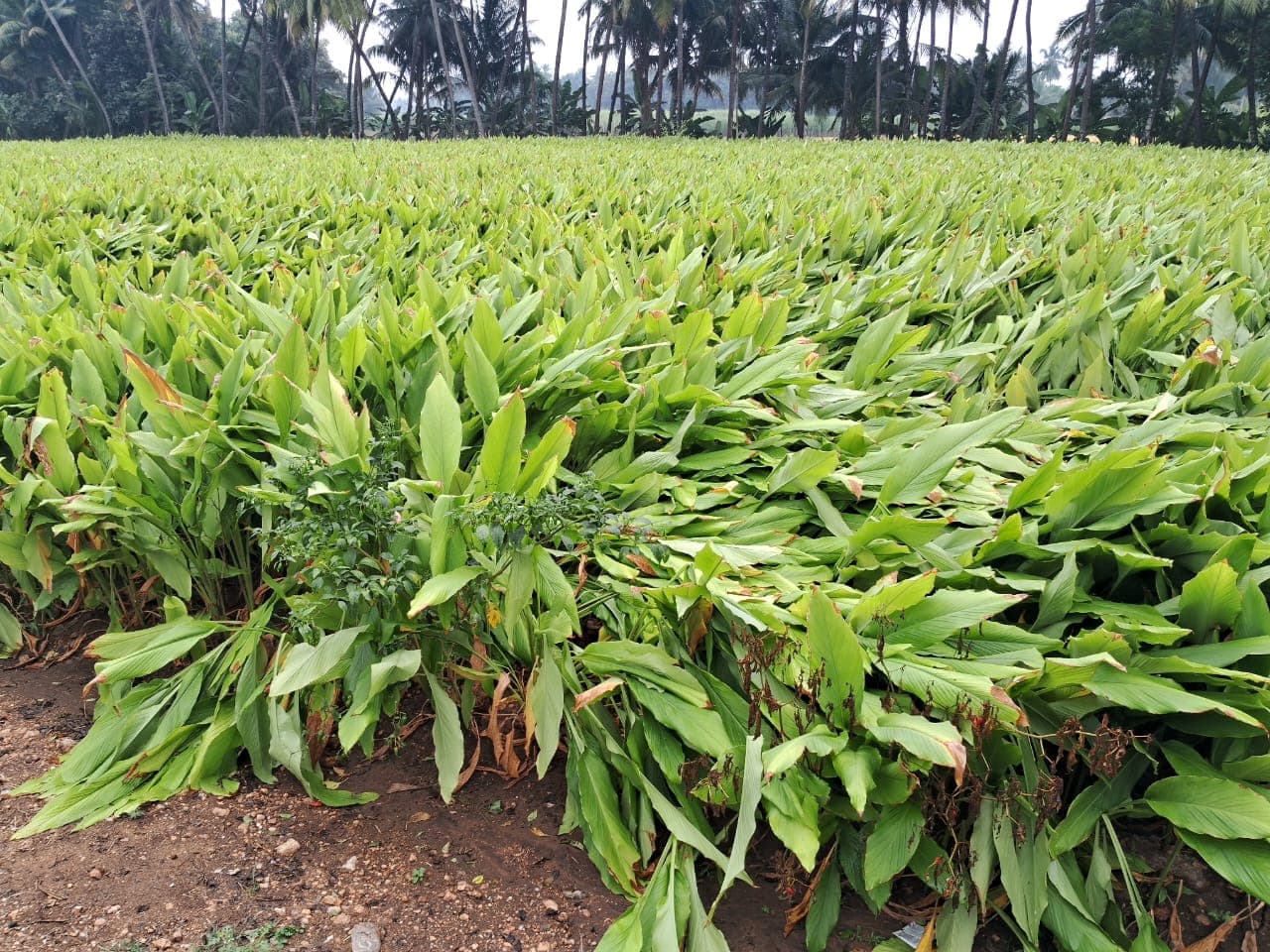 Turmeric fields in full growth
