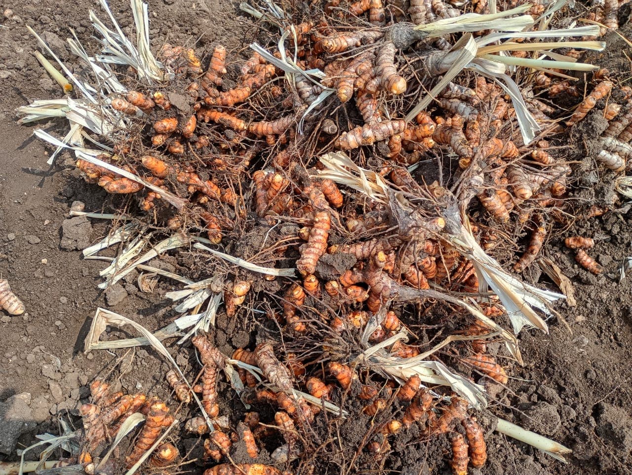 The roots that reach your kitchen